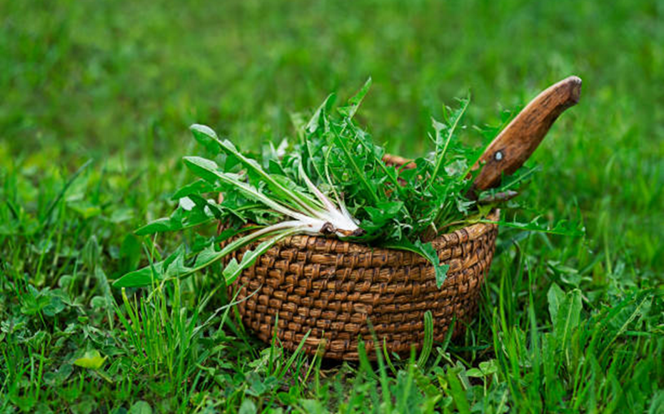 Mỹ đánh giá "rau tốt nhất thế giới" hóa ra là rau quen thuộc ở nước ta