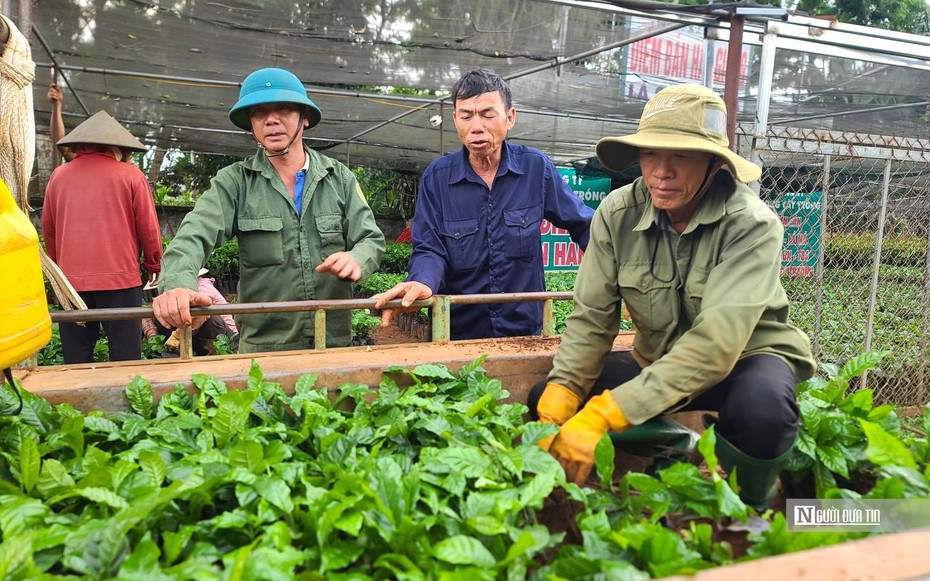 Giá cà phê cao kỷ lục, nông dân đổ xô đi mua cây giống