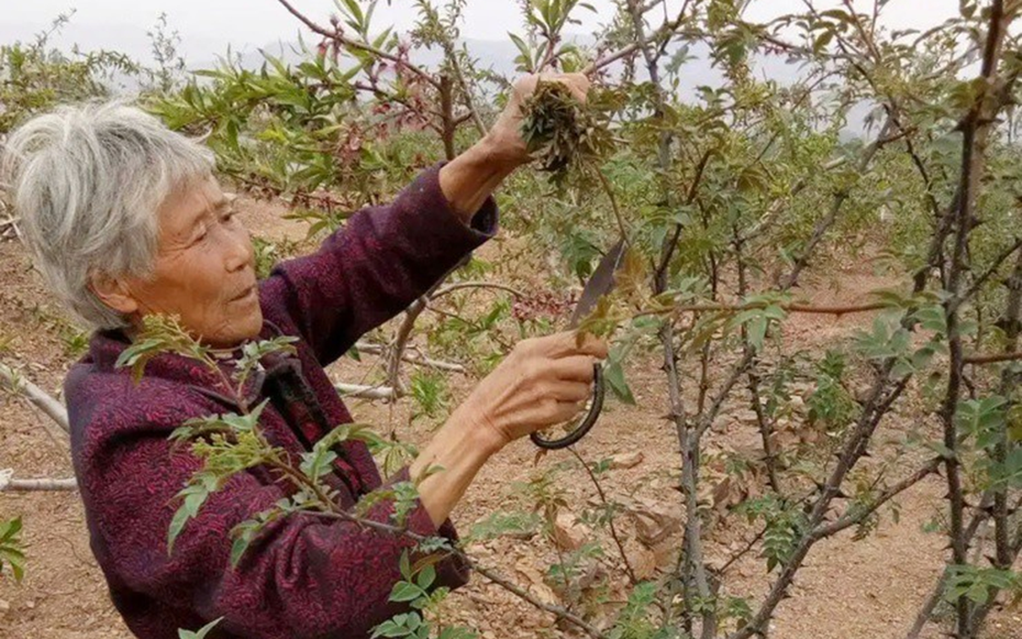 Cây xưa chỉ lấy quả, nay hái lá non đem bán cũng ra tiền