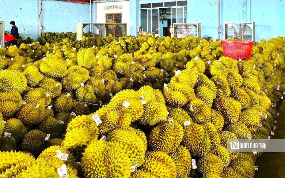 Vì sao doanh nghiệp khẳng định không nhúng thuốc vẫn phát hiện chất vàng ô trong sầu riêng?