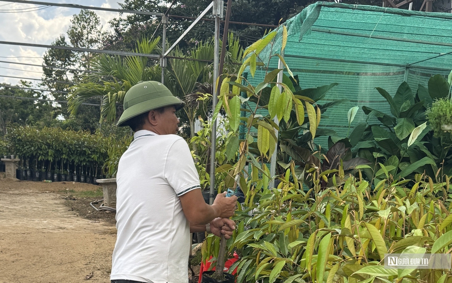 Sốt cây giống cà phê: “Vàng thau lẫn lộn”, người trồng cần cẩn trọng