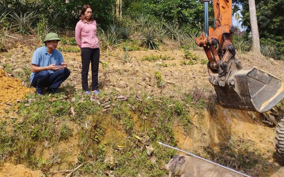 Dịch tả lợn châu Phi bùng phát ở Nghệ An, nhiều nơi diễn biến phức tạp