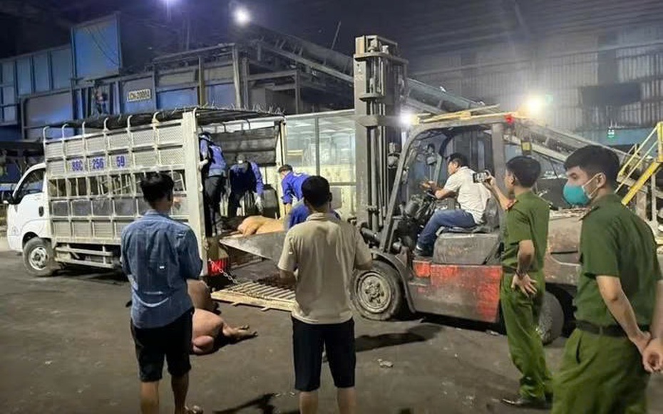 Vĩnh Phúc: Phát hiện hơn 1 tấn thịt lợn bẩn chuẩn bị tuồn ra thị trường