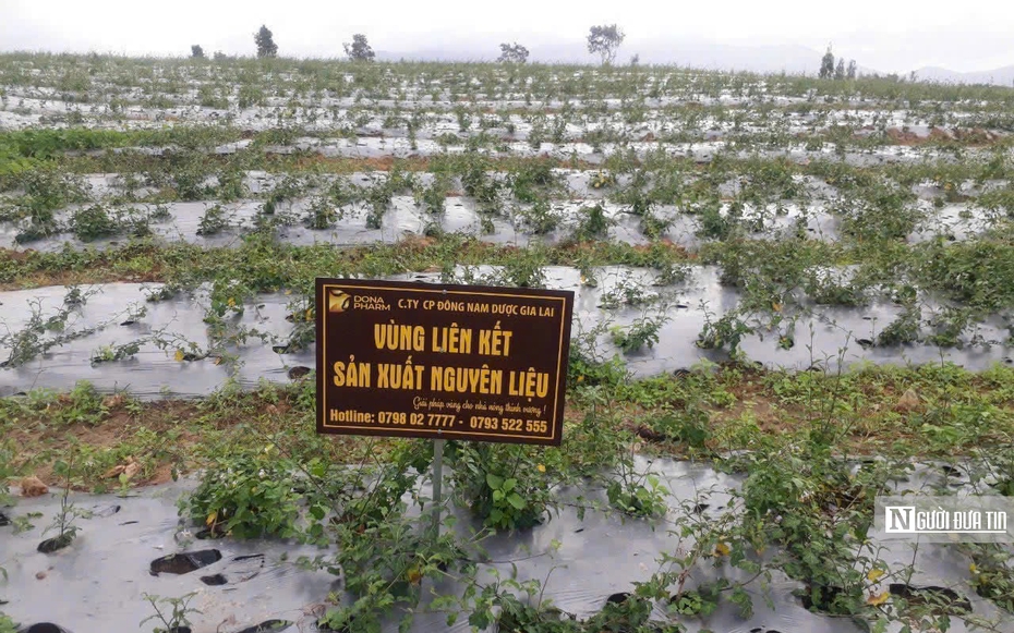 Nâng tầm "vàng xanh" dưới tán rừng Gia Lai
