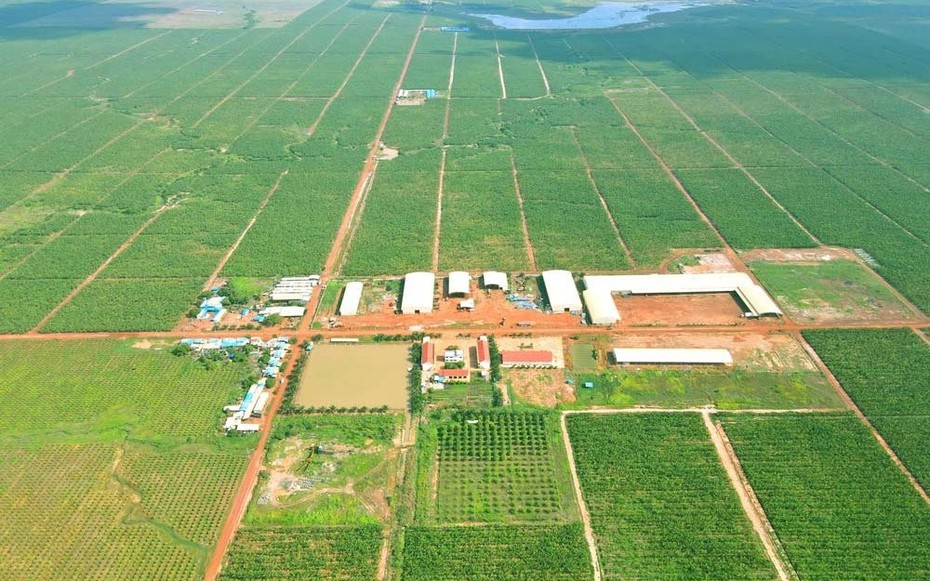 HAGL Agrico của Chủ tịch Trần Bá Dương còn vỏn vẹn hơn 3 tỷ tiền mặt