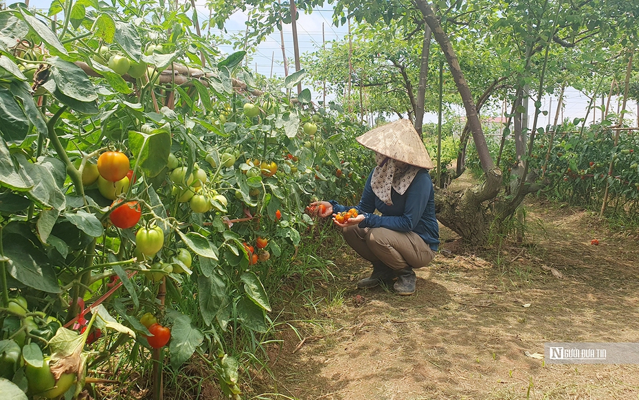 Hải Phòng: Bà con trồng cà chua điêu đứng vì giá rớt “chưa từng thấy”
