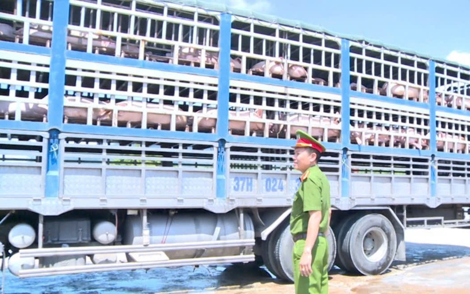 Vụ vận chuyển lợn dịch đi tiêu thụ: Chủ hàng khai mua qua mạng xã hội
