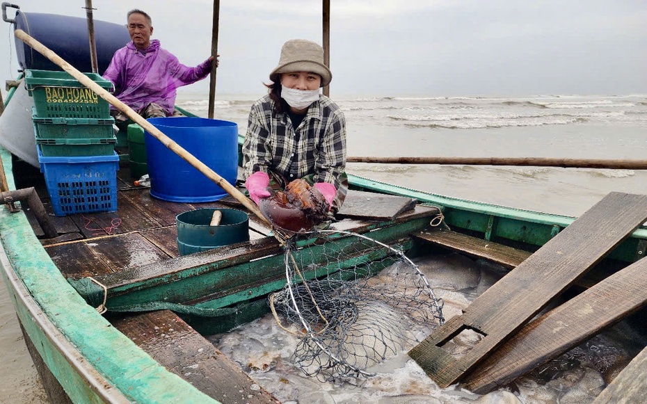 Ngư dân Hà Tĩnh vui sướng trúng đậm mùa sứa biển
