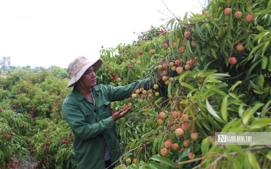 Nông dân Đắk Lắk thu lợi nhuận "khủng" nhờ vải chín sớm