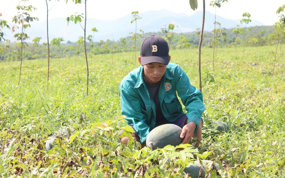 Người trồng dưa hấu Quảng Bình lao đao vì mất mùa mất giá