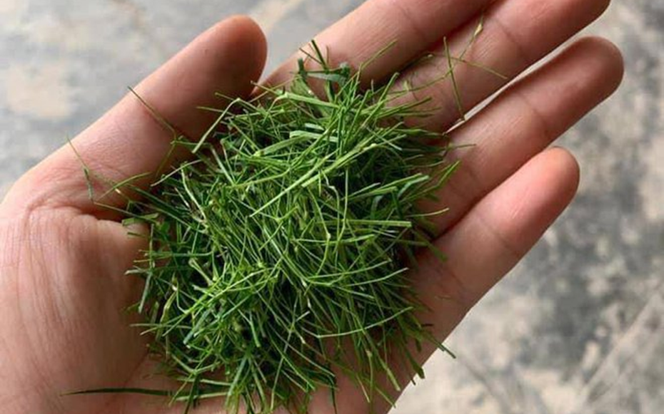 Đừng chỉ ăn quả, lá loại cây này quý như "nhân sâm người nghèo" ở quê mọc um tùm