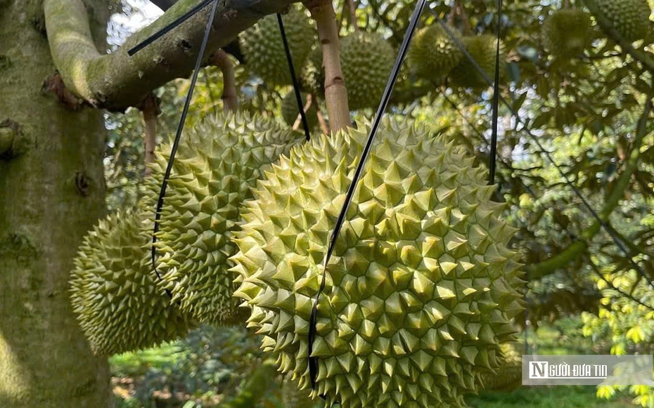 Sầu riêng Đồng Nai gặp khó vì giá “nhảy múa”