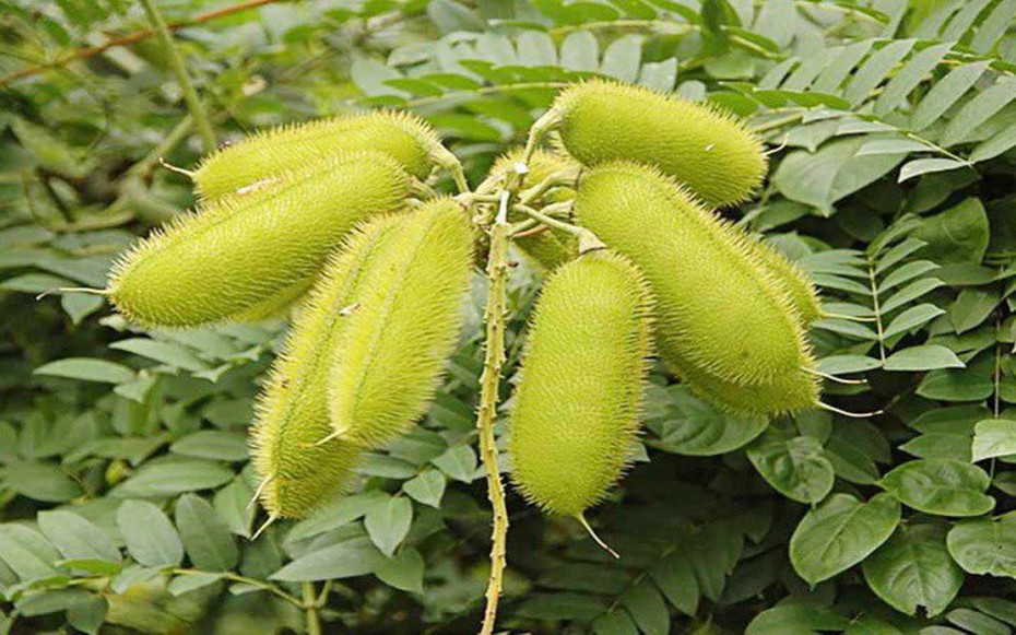 Cây dại xưa mọc đầy đường nay giá 300.000 đồng/kg