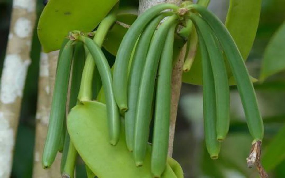 Loại quả đắt đỏ bậc nhất thế giới, từng có giá 15 triệu đồng/kg, ở Việt Nam cũng trồng