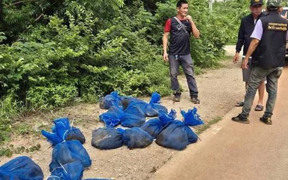 Bí mật "động trời" bên trong hàng chục chiếc túi lạ treo trong rừng