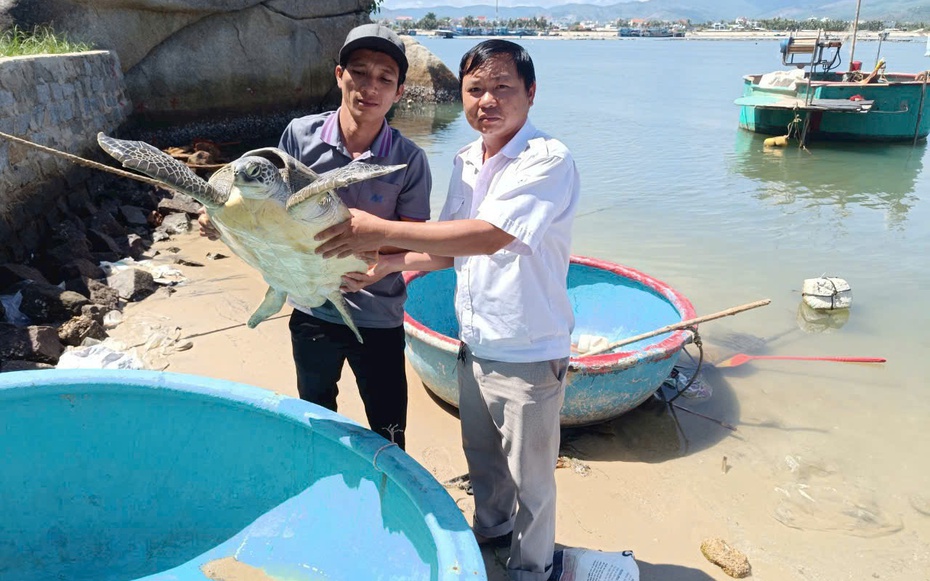 Ngư dân Bình Định liên tục giải cứu rùa biển quý hiếm
