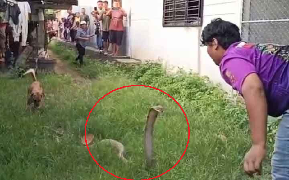 Người đàn ông tay không bắt rắn cực độc, dân làng thấy cảnh tượng đáng sợ
