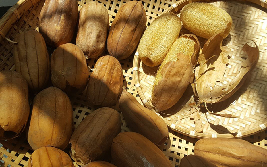 Thứ đặc sản xưa rụng thối gốc không ai nhặt, nay quý như "mỏ vàng" nhặt bán gần 1 triệu/kg