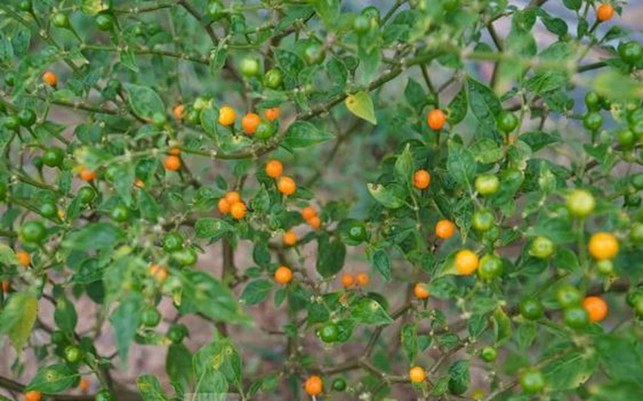 Loại quả đắt đỏ bậc nhất thế giới, giá tới 600 triệu đồng/kg, ở Việt Nam có người đem tặng miễn phí