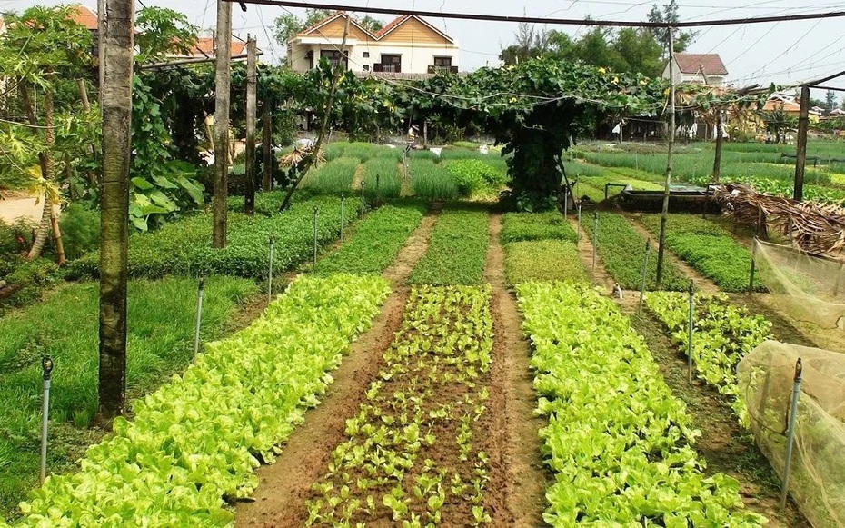 Điều kiện, chi phí tách thửa đất nông nghiệp theo quy định mới nhất nhà nông nên biết
