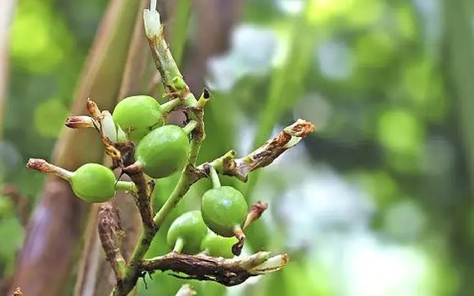 Loại gia vị đắt đỏ bậc nhất thế giới, 2 triệu đồng/kg, ở Việt Nam trồng bạt ngàn