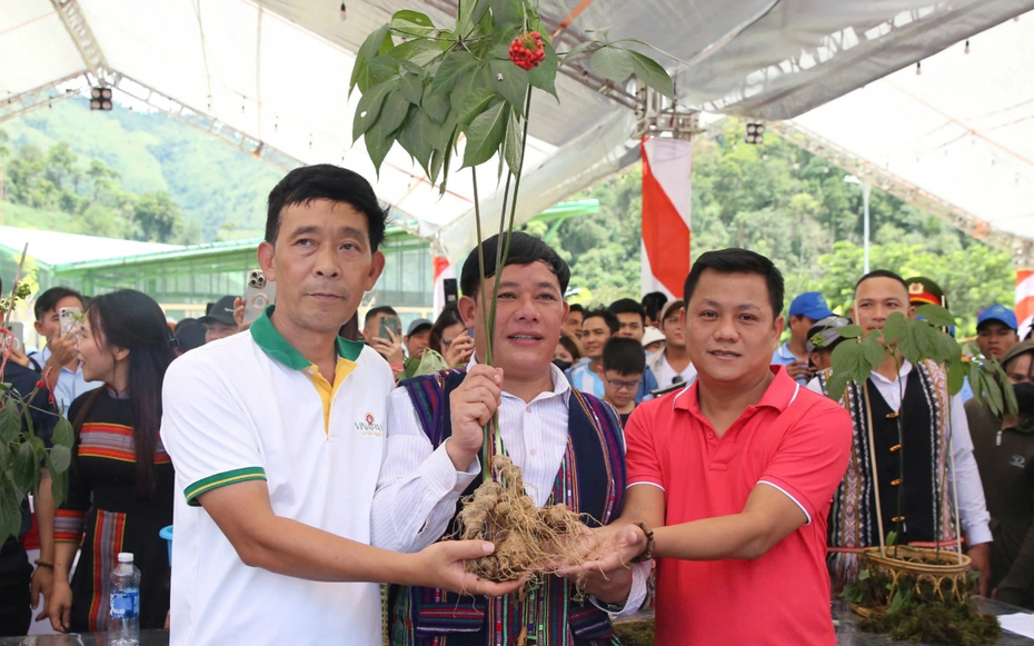Quảng Nam muốn khẳng định thương hiệu Sâm Ngọc Linh trên bản đồ dược liệu thế giới