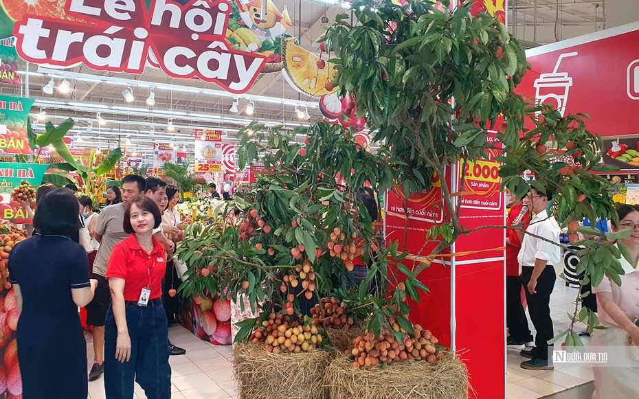 Vải Hải Dương lên kệ siêu thị tại Hải Phòng