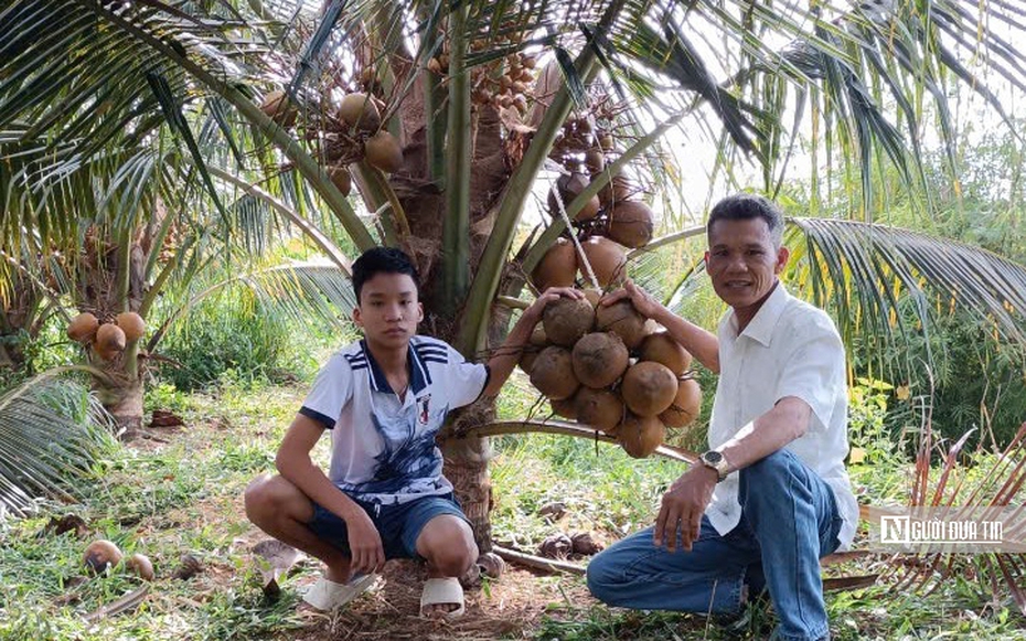 Người dân vùng biên thu nhập hàng trăm triệu đồng mỗi năm nhờ "bén duyên" với giống dừa lạ