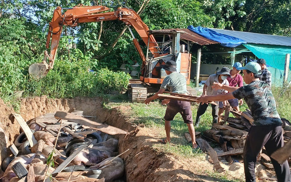 Gia Lai: Thu gom xác heo chết, khoanh vùng dập dịch tả heo châu Phi