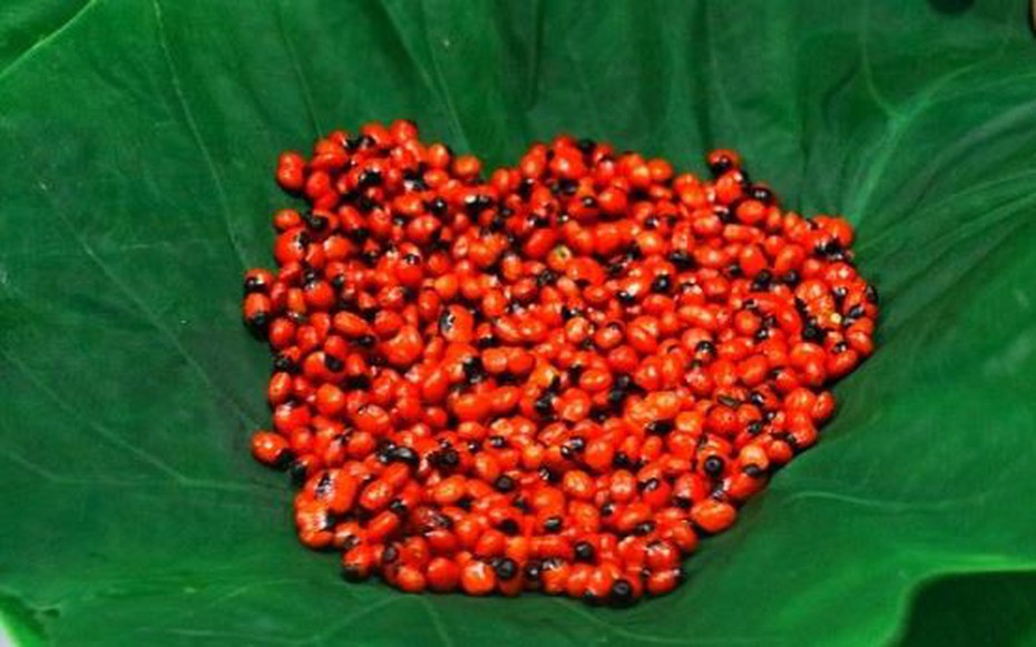 Loại hạt đắt đỏ bậc nhất thế giới, giá 240 triệu đồng/kg, chỉ duy nhất Việt Nam mới có
