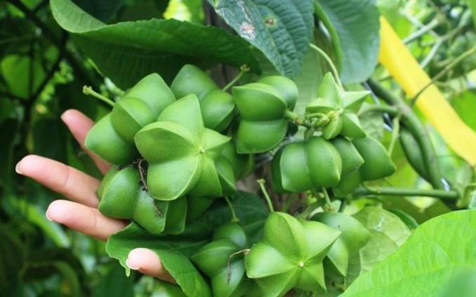 Loại hạt đắt đỏ bậc nhất thế giới, không ngờ có đầy ở Việt Nam