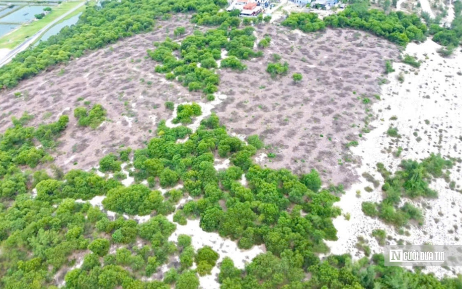 Cận cảnh hiện trường vụ 2,5ha rừng phòng hộ ven biển ở Huế bị cưa hạ