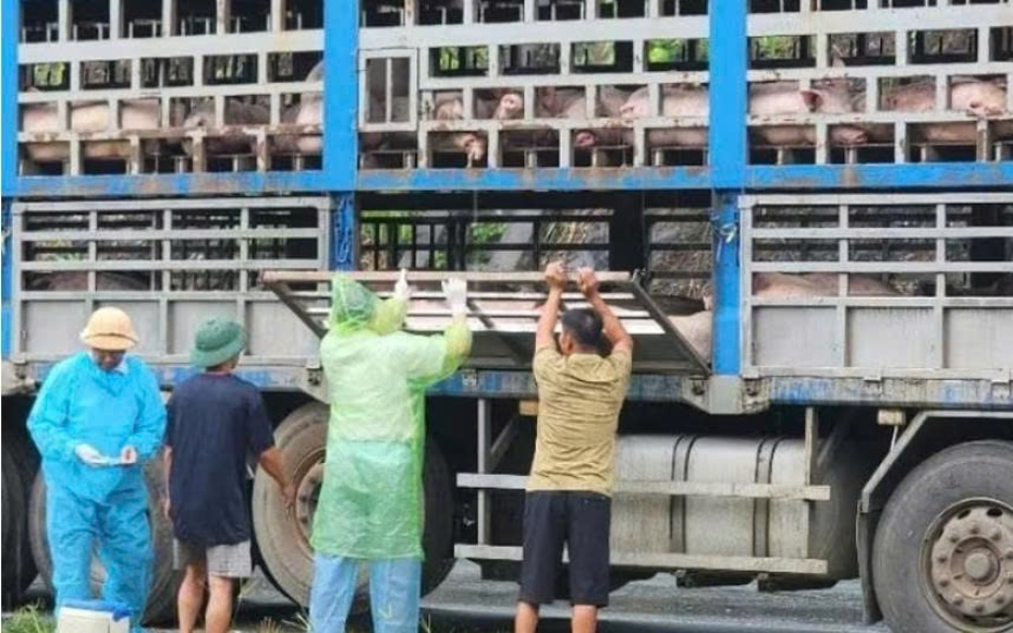 Phú Thọ: Phát hiện ngăn chặn và tiêu hủy 14 tấn lợn bị dịch tả Châu Phi