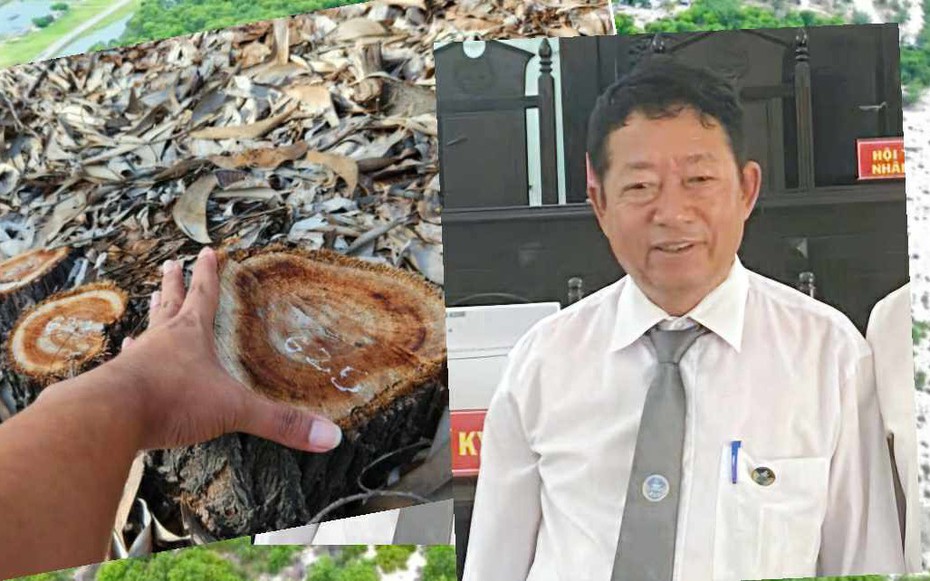 Vụ gần 2,6ha rừng phòng hộ ven biển bị đốn hạ ở Huế: Có dấu hiệu hình sự