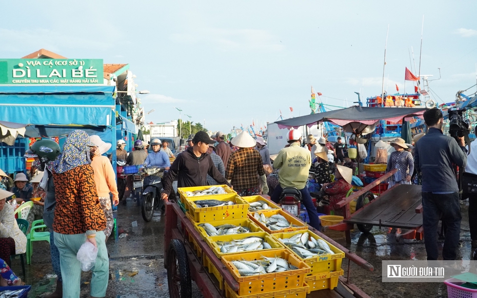 Cảng cá ở Lâm Đồng nhộn nhịp mùa biển mới
