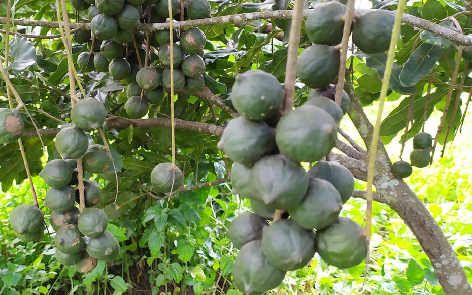Loại hạt đắt đỏ bậc nhất thế giới, ở Việt Nam trồng bạt ngàn