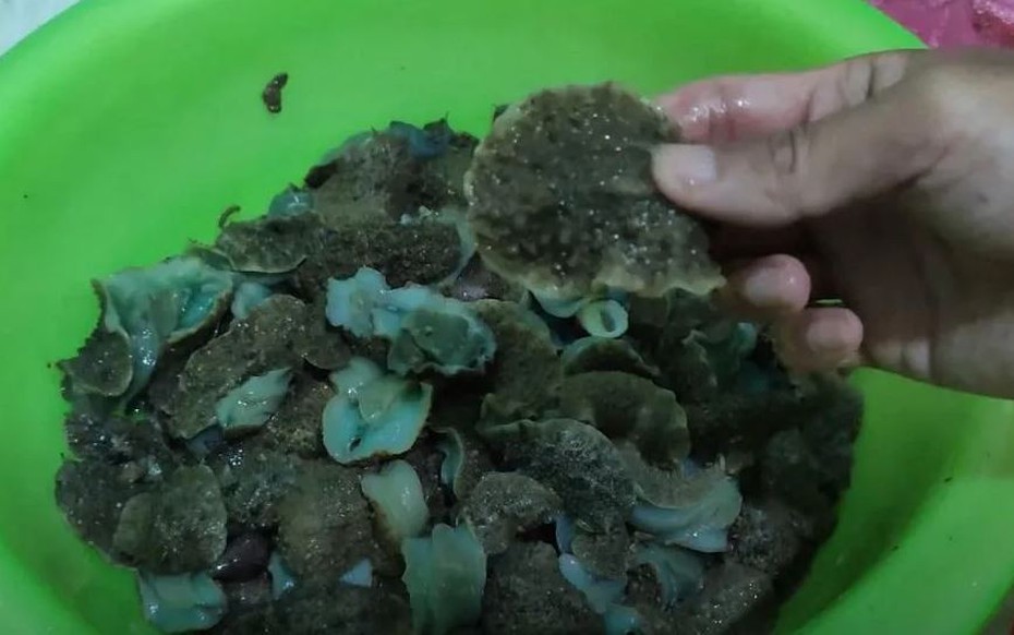 Thứ trông kỳ dị không ngờ là đặc sản "ăn giòn sần sật" dân phố thích mê, 70.000 đồng/kg