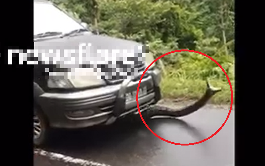Đang lái xe, tài xế nổi da gà khi phát hiện thứ đáng sợ trước mắt