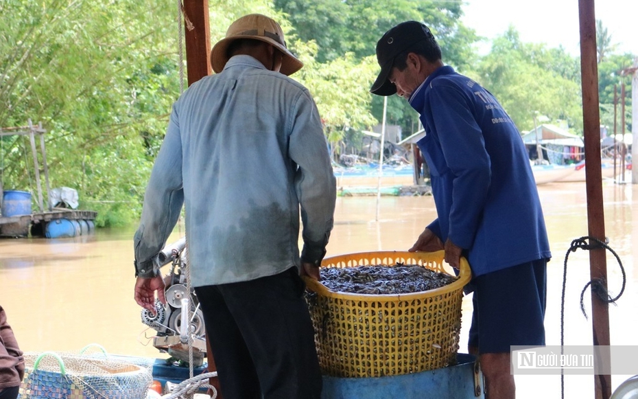Chờ mùa nước nổi, nét độc đáo của vùng sông nước miền Tây Nam Bộ