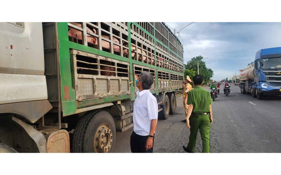Chưa có kết quả xét nghiệm, chủ xe tự nguyện giao nộp 54 con heo để tiêu hủy