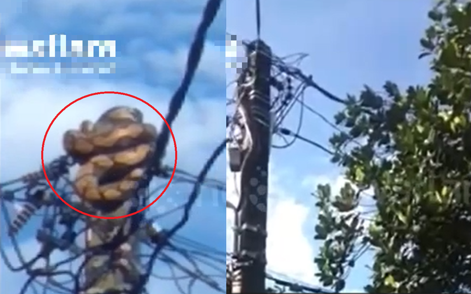 Nhìn lên cột điện, người dân phát hiện cảnh tượng nổi da gà