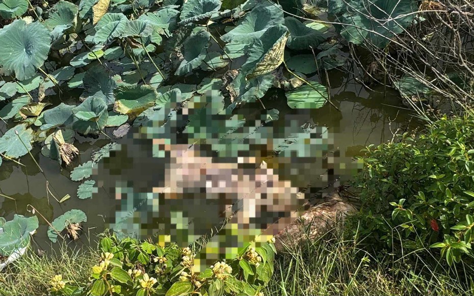 Quảng Trị: Truy trách nhiệm người đứng đầu nếu để dịch tả lợn châu Phi bùng phát diện rộng
