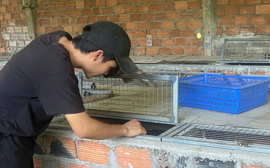 Nuôi con "hiền lành, mắn đẻ", chàng trai 9X thu lãi 500 triệu đồng/năm