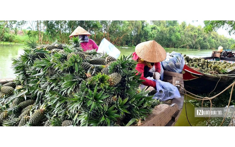 “Vàng xanh” trên vùng đất khó: Hướng đi mới cho nông nghiệp bền vững ở miền Tây