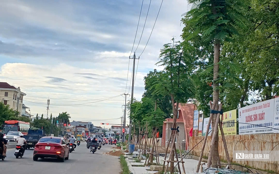 Vì sao cây phượng được chọn để trồng trên đường Phạm Văn Đồng?