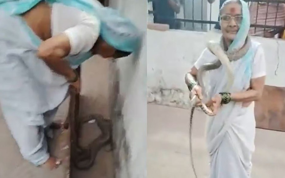 Phát hiện rắn chui vào nhà, cụ bà 70 tuổi có hành động gây sốc