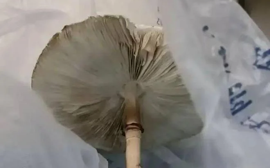 Ăn cây "lạ" nhà trồng từ hạt giống mua trên mạng, hai vợ chồng nhập viện khẩn cấp