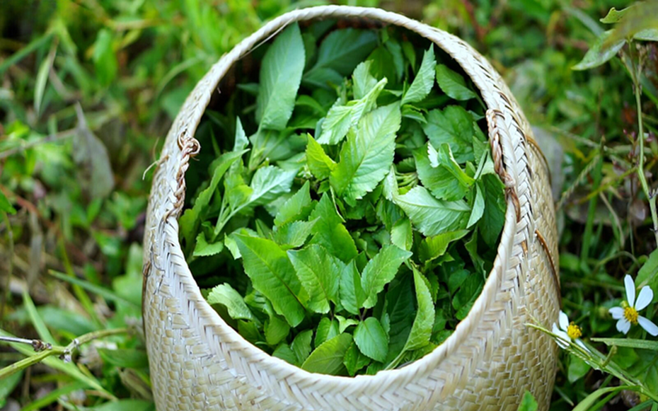 Loài cây là "kẻ thù nhà nông" ở quê ít ai ngó, nay thế giới lại đánh giá cao