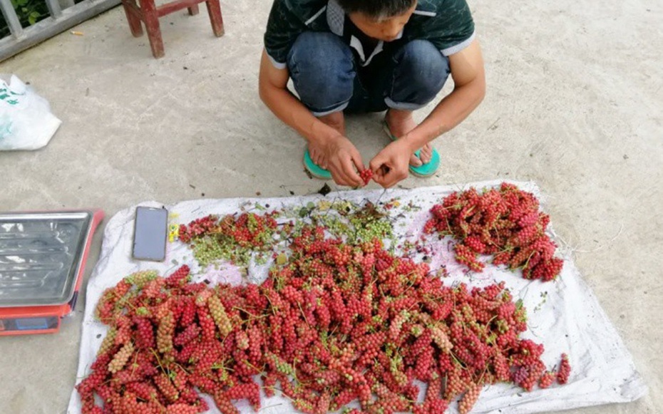 Loại quả dại xưa rụng đầy gốc không ai nhặt, nay lên đời giá 700.000 đồng/kg mang bán "hái ra tiền"