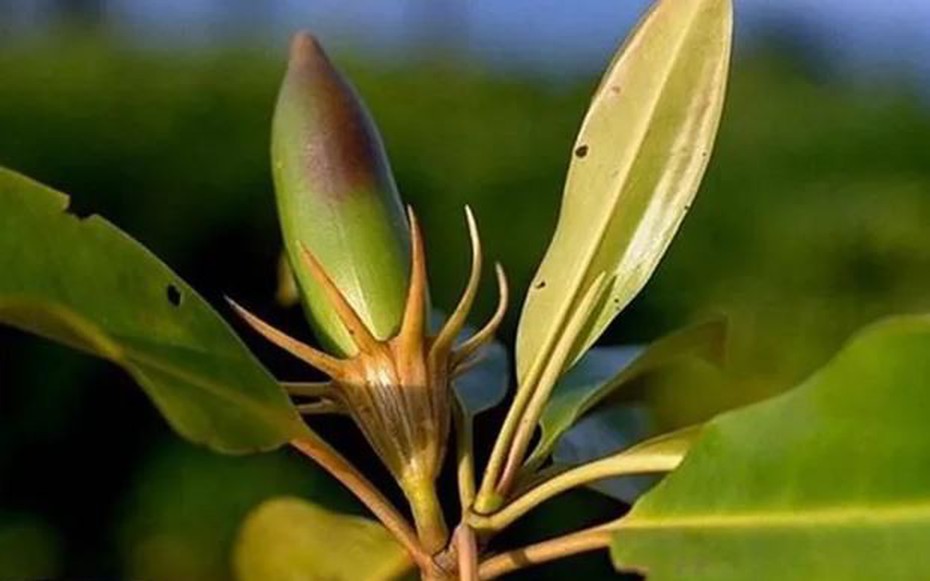 Loài cây kỳ lạ bậc nhất thế giới, có thể "sinh con" như động vật, Việt Nam cũng có